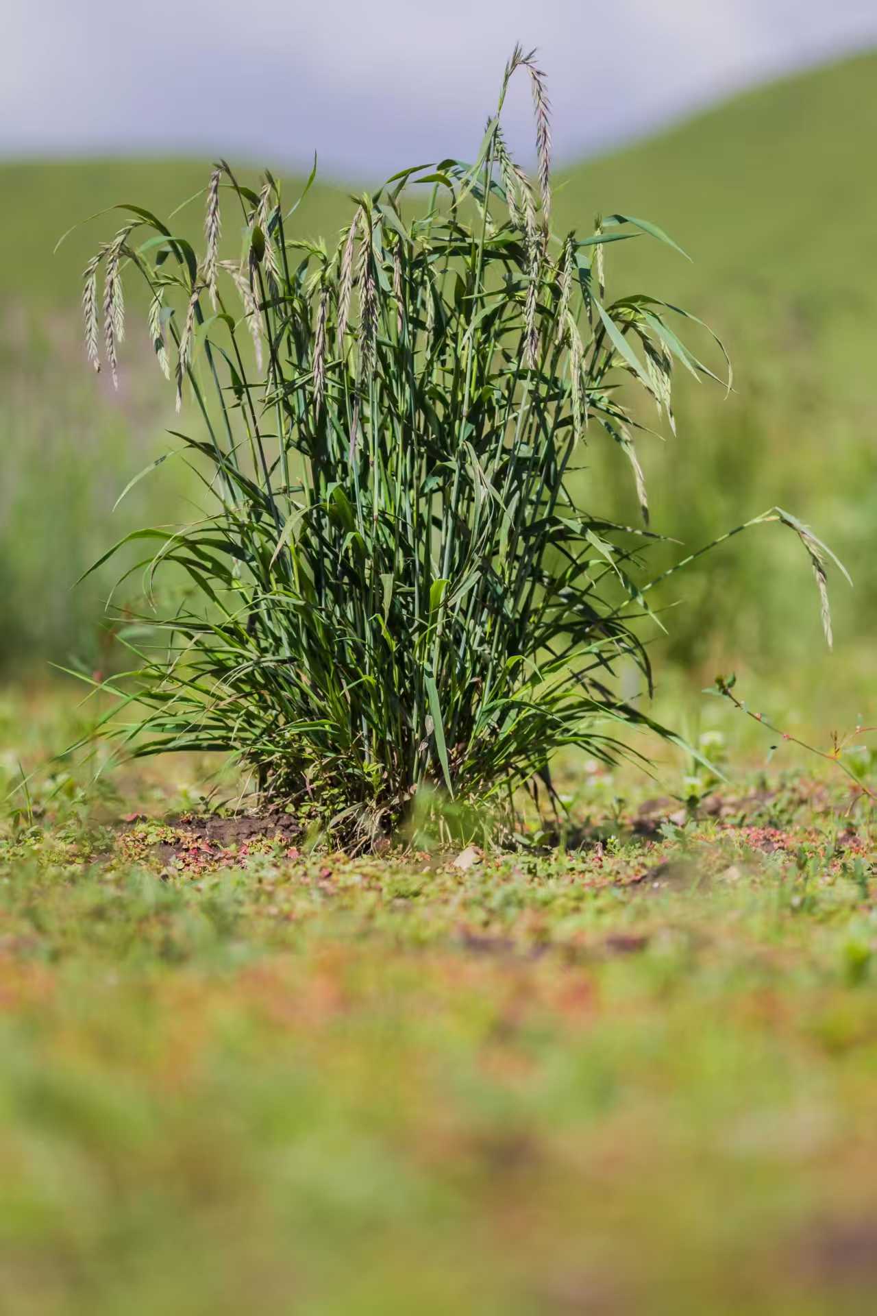 Elymus sibiricus